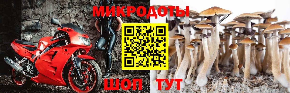 Галлюциногенные грибы Psilocybe Каспийск