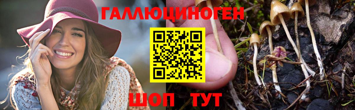Галлюциногенные грибы MAGIC MUSHROOMS  как найти закладки  Каспийск  Псилоцибиновые грибы Psilocybe  Вход с VPN 